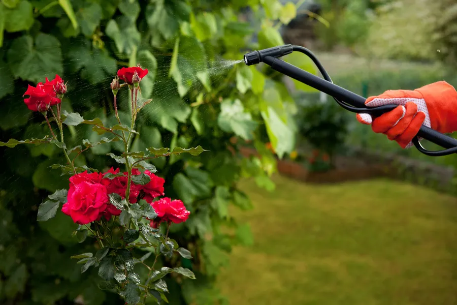 How Gardening Services Address Pest And Weed Problems Maces Bay, NB How Gardening Services Address Pest And Weed Problems Maces Bay, NB