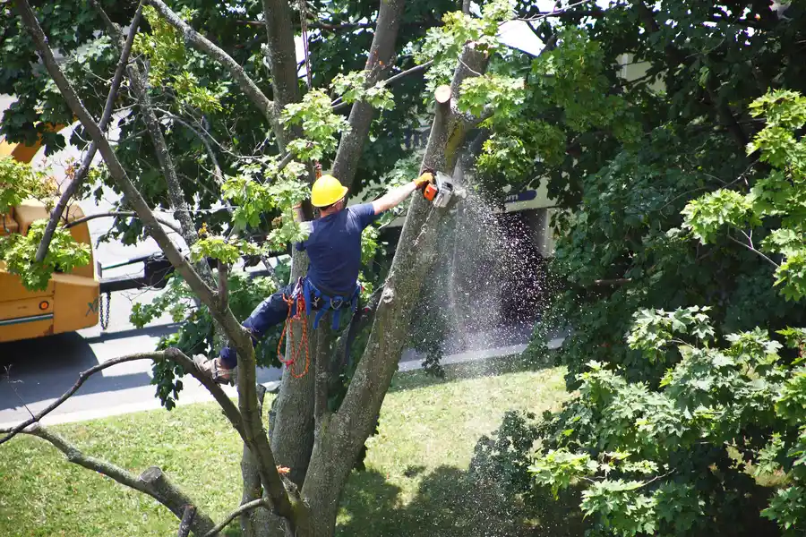 How Tree Removal Prevents Damage To Nearby Structures in Maces Bay, NB How Tree Removal Prevents Damage To Nearby Structures in Maces Bay, NB