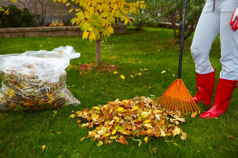 Premium Yard Cleaning Services Maces Bay, NB Premium Yard Cleaning Services Maces Bay, NB