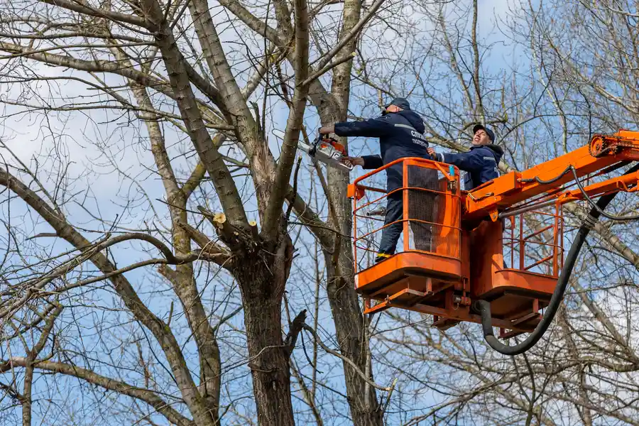 Professional Tree Removal Maces Bay, NB Professional Tree Removal Maces Bay, NB