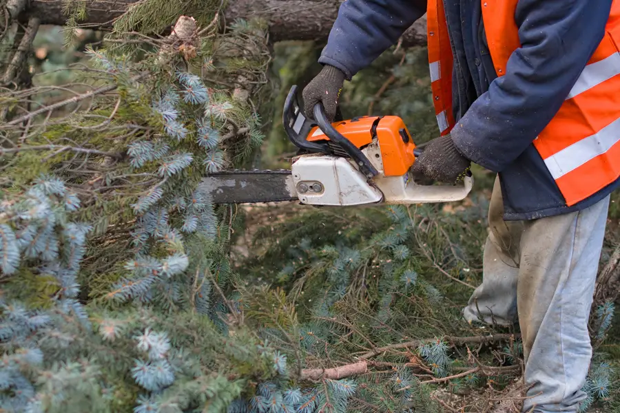 Quality Tree Removal Maces Bay, NB Quality Tree Removal Maces Bay, NB