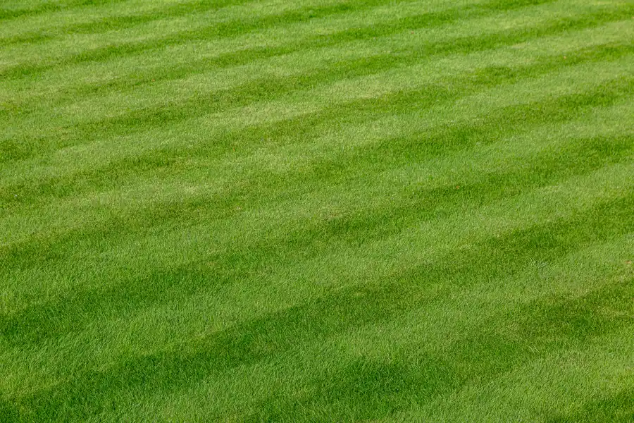 The Importance Of Aeration And Fertilization In Lawn Care Maces Bay, NB The Importance Of Aeration And Fertilization In Lawn Care Maces Bay, NB